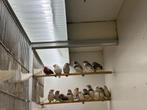 Zebravinken Te Koop, Dieren en Toebehoren, Meerdere dieren, Tropenvogel
