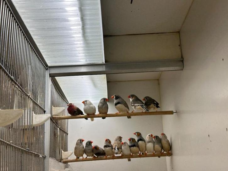 Zebravinken Te Koop, Dieren en Toebehoren, Vogels | Overige Vogels, Tropenvogel, Meerdere dieren