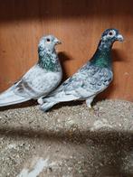 Mooi koppel kleur postduiven, Dieren en Toebehoren, Meerdere dieren, Postduif