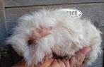 TK wit lunkarya beertje, Cavia, Mannelijk, Mei, Tam