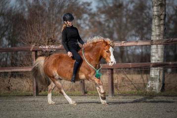 Paarden trainen / beleren / doorrijden beschikbaar voor biedingen