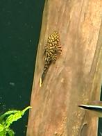 Jonge ancistrus Wabenmunster 3cm, Vis