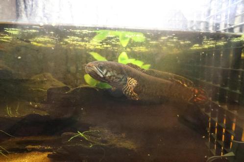 Channa bleheri volwassen, Dieren en Toebehoren, Vissen | Aquariumvissen, Zoetwatervis, Vis