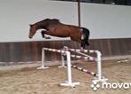 3 jr chique van Donthargos. Balou en Cornet in moederlijn, Merrie, Springpaard, 3 tot 6 jaar, 160 tot 165 cm