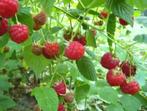 Frambozen planten, Ophalen of Verzenden, Minder dan 100 cm, Overige soorten