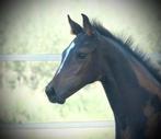 Mooi merrieveulen Rome USB x Special D, Dieren en Toebehoren, Paarden, Merrie, 0 tot 2 jaar