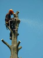 Boom snoeien/verwijderen/tuin onderhoud?, Tuin en Terras, Planten | Bomen, Ophalen of Verzenden, Bloeit niet, Volle zon, Overige soorten