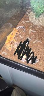 Baby luipaardgecko, Dieren en Toebehoren