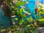 Jonge guppen, Dieren en Toebehoren, Vissen | Aquariumvissen, Vis, Zoetwatervis