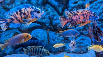 Verschillende Malawi vissen te koop, heel visbestand beschikbaar voor biedingen