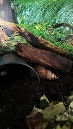 Afrikaanse reuze slak, Dieren en Toebehoren, Reptielen en Amfibieën, Met terrarium, 0 tot 2 jaar