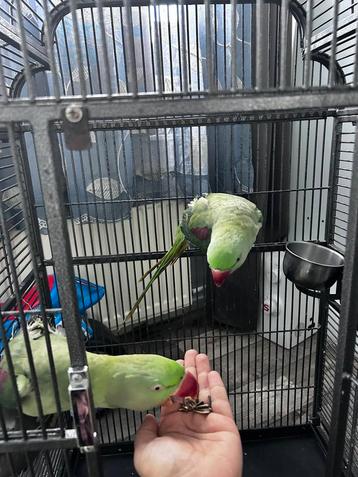 2  geringd Alexandrine  met ruime kooi, waarschijnlijk koppe beschikbaar voor biedingen