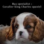 Honden trimsalon voor uw cavalier king Charles spaniel, Trimmen of Verzorging