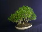 Bonsai Buxus bos, Tuin en Terras, Planten | Bomen, Ophalen
