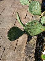 Opuntia Macrorhiza, Tuin en Terras, Planten | Tuinplanten, Zomer, Ophalen of Verzenden, Overige soorten