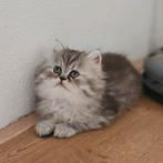 Perzische doll-face kittens, Meerdere dieren, Ontwormd