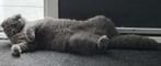 Teddy Bear BritseKorthaar/ScottishFold kat, Dieren en Toebehoren, 0 tot 2 jaar