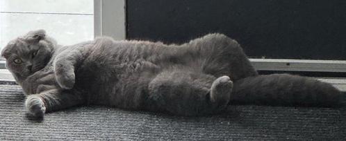 Teddy Bear BritseKorthaar/ScottishFold kat, Dieren en Toebehoren, Katten en Kittens | Dekkaters, 0 tot 2 jaar