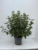 Viburnum tinus 50/60 C7.5L, Ophalen of Verzenden