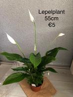 Lepelplant, Huis en Inrichting, Kamerplanten, Ophalen, Overige soorten, Minder dan 100 cm