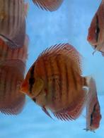 Discusvissen rood turquoise eigen kweek, Dieren en Toebehoren, Vissen | Aquariumvissen