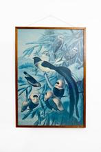 Vintage prent “Weaver Birds” in houten lijst Louis Prang, Antiek en Kunst, Kunst | Litho's en Zeefdrukken, Ophalen