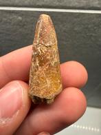 Spinosaurus tand - 4cm, Ophalen of Verzenden, Fossiel