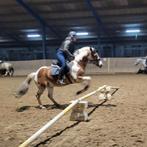 Verzorgster aangeboden verzorgpaard gezocht, Dieren en Toebehoren, Januari