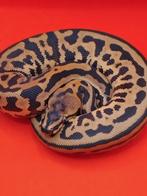 leo spotn yb 100% het pied, Dieren en Toebehoren, Reptielen en Amfibieën, Slang, 0 tot 2 jaar