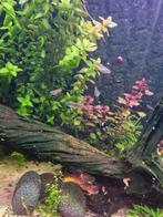 Pseudomugil visjes te koop., Dieren en Toebehoren, Vissen | Aquariumvissen, Vis