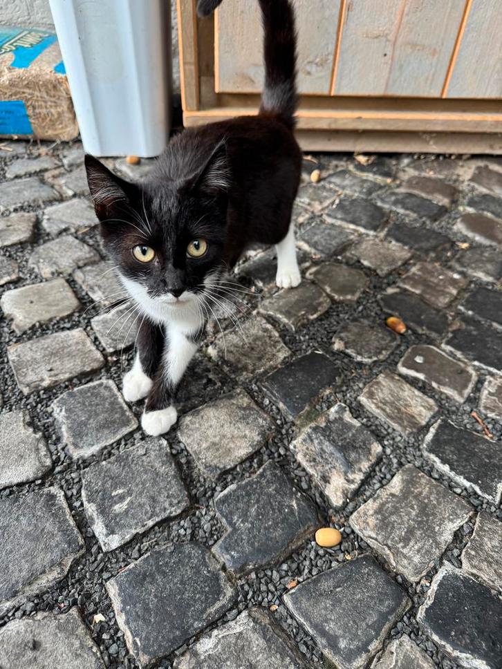 Kittens, ongeveer 4 maanden oud, Dieren en Toebehoren, Katten en Kittens | Overige Katten, Meerdere dieren