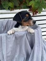 Mooie Jack Russel pup, Dieren en Toebehoren, Honden | Jack Russells en Terriërs, Jack Russell Terriër, 8 tot 15 weken, Meerdere