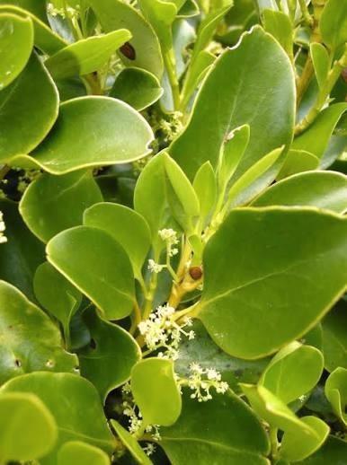 Griselinia haagplanten. Mooie sterke haagplanten P9 teelt., Tuin en Terras, Planten | Tuinplanten, Vaste plant, Overige soorten