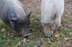 Minivarkens zoeken fijn nieuw huis, Dieren en Toebehoren, Schapen, Geiten en Varkens, Mannelijk, Varken