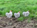 3 x Cochin haan, Dieren en Toebehoren, Pluimvee, Mannelijk, Kip
