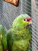Geelwangamazone  2025, Dieren en Toebehoren, Vogels | Parkieten en Papegaaien, Mannelijk, Papegaai, Geringd