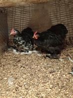 Gratis jonge krielhaantjes, Dieren en Toebehoren, Pluimvee, Geslacht onbekend, Kip