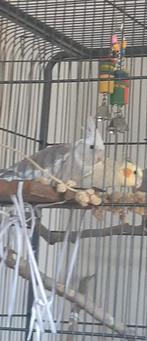 Koppeltje valkparkieten, vogelkooi, Dieren en Toebehoren, Vogels | Overige Vogels, Meerdere dieren, Tam