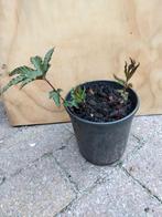 Filipendula rubra Venuste, Volle zon, Vaste plant, Zomer, Ophalen
