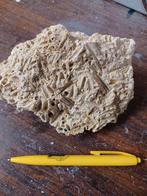 Fossiel uit Nekami groeve ,t Rooth Bemelen, Verzamelen, Mineralen en Fossielen, Ophalen of Verzenden, Fossiel