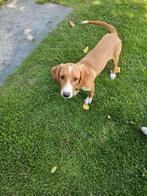 Super lieve sociale pup, 4 mnd teefje, Dieren en Toebehoren, Honden | Niet-rashonden, Particulier, Rabiës (hondsdolheid), 15 weken tot 1 jaar