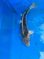 4 prachtige koi.karpers te koop, Karper of Koi