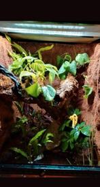 Paludarium, Dieren en Toebehoren, Reptielen en Amfibieën | Toebehoren, Ophalen, Zo goed als nieuw, Terrarium of Paludarium