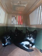 Lieve kittens, Dieren en Toebehoren, Katten en Kittens | Overige Katten, Meerdere dieren, Kortharig, 0 tot 2 jaar