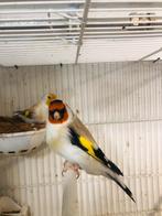 Kopel puter 2022 en 2023, Dieren en Toebehoren, Vogels | Overige Vogels, Meerdere dieren, Wildzangvogel, Geringd