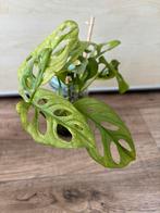 Monstera adansonii mint variegata, Ophalen of Verzenden, Overige soorten, Minder dan 100 cm