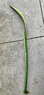 Stek van de Sanseveria, Ophalen, Overige soorten, Halfschaduw, Minder dan 100 cm