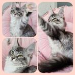 Maine coon kittens- onze Paloma zoekt beste huisje, Dieren en Toebehoren, Katten en Kittens | Raskatten | Langhaar, Meerdere dieren