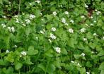 Look zonder look, inheemse plant, Ophalen of Verzenden, Zomer, Overige soorten, Volle zon