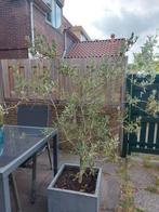 Olijfboom met Olijven en met bak

GOEDDOEL VERKOOP, Tuin en Terras, Planten | Bomen, Ophalen, Volle zon, Olijfboom, 100 tot 250 cm